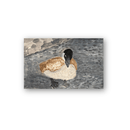 Mickey Daly- Canadian Goose