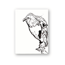 Robert Robles- Red Tailed Hawk