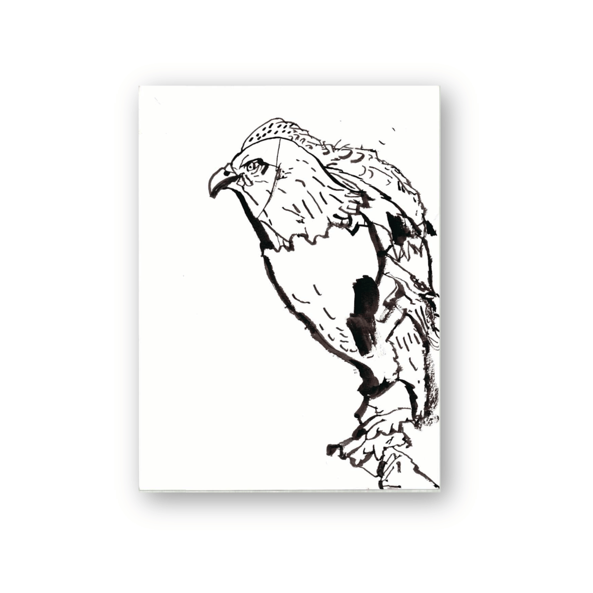 Robert Robles- Red Tailed Hawk