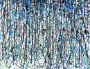 Leonardo Contreras - Gravity Study 20
